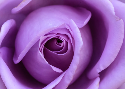 Premium Purple Roses