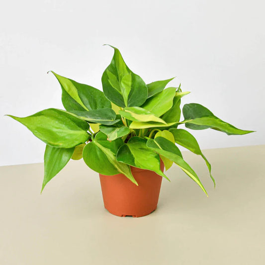 Philodendron Hederaceum 'Brasil'